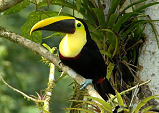 Near Threatened Yellow-Throated Toucan
